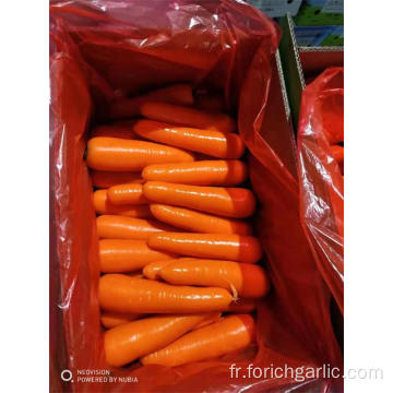 Nouvelle récolte de carottes fraîches de 2019